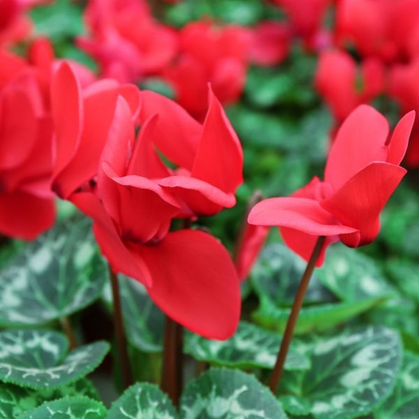 Cyclamen Red 9cm